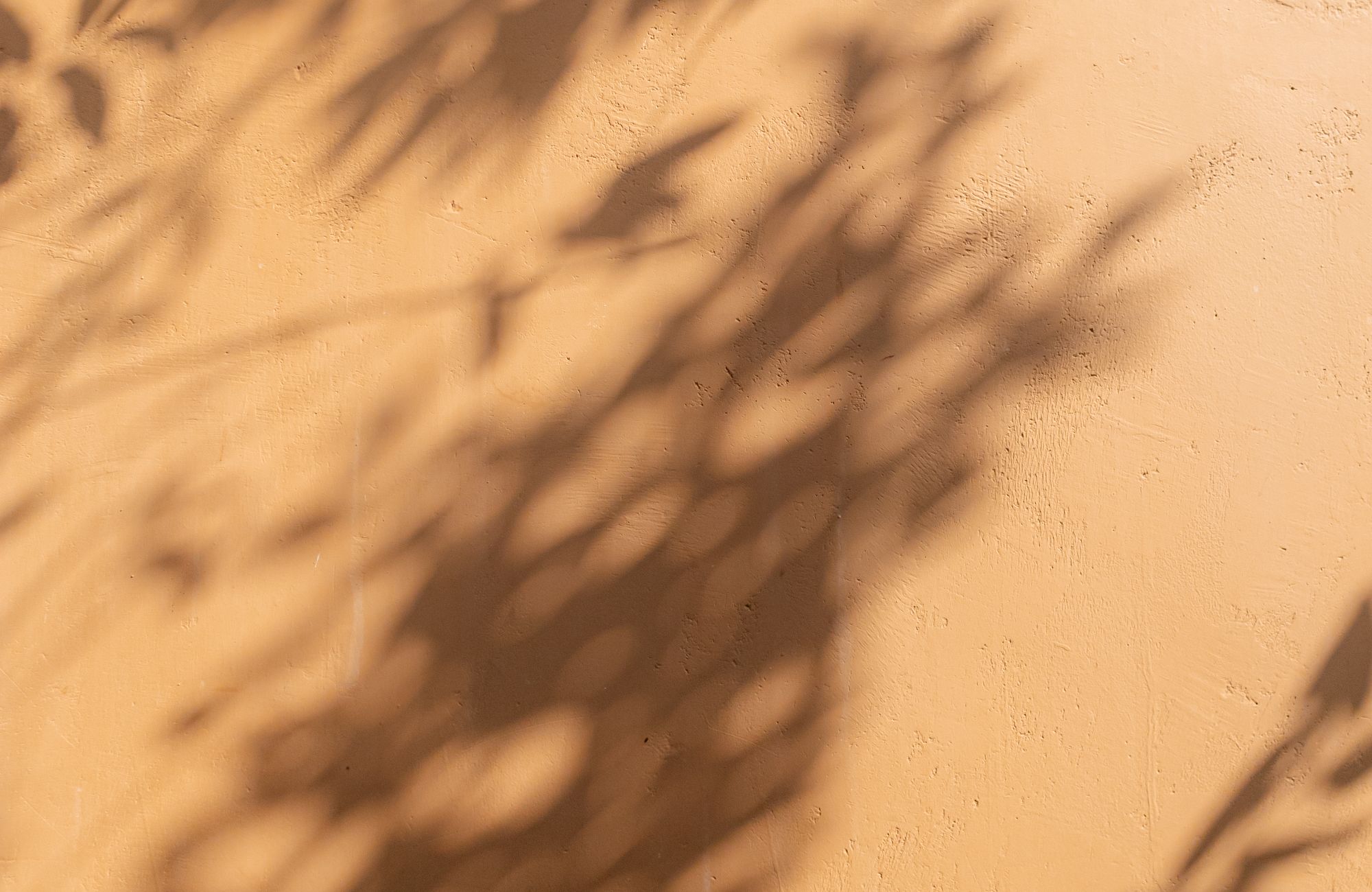 Ombres de feuillages sur un mur couleur sable, dans la lumière de fin de journée